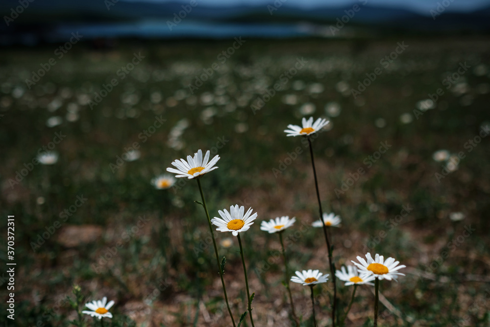 white Chamomile in the field, spring mood.