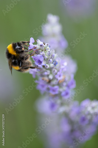 Bumble bee collecting pollen © Mike