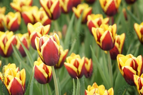 May in the botanical garden, tulips in full bloom, close-up