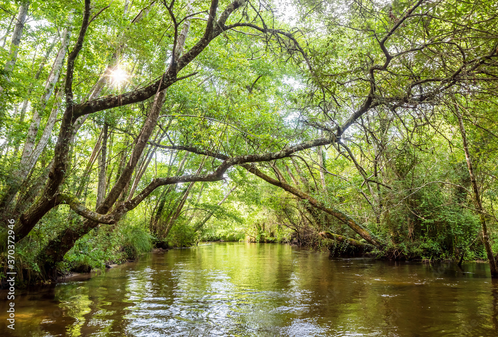 magnificent landscapes of a stream crossing the forest