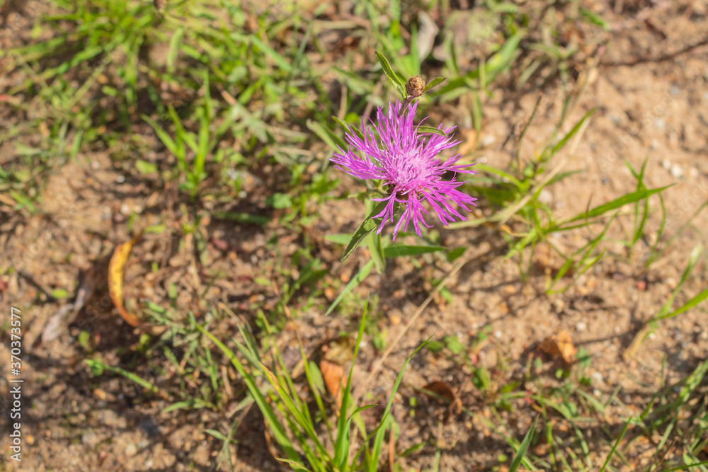 Lonely purple flower grows in rare green grass in sand Lonely purple flower grows in rare green grass in sand