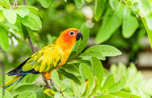 Colorful of parrot sun conure species in tropical forest of amazon.