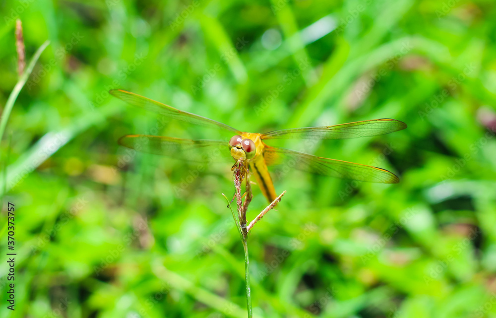 Beautiful nature scene dragonfly. Dragonfly in the nature habitat using as a background or wallpaper.The concept for writing an article. Dragonfly on leaf. Chandpur, Bangladesh / 2020. Beautiful nature scene dragonfly. Dragonfly in the nature habitat using as a background or wallpaper.The concept for writing an article. Dragonfly on leaf. Chandpur, Bangladesh / 2020.