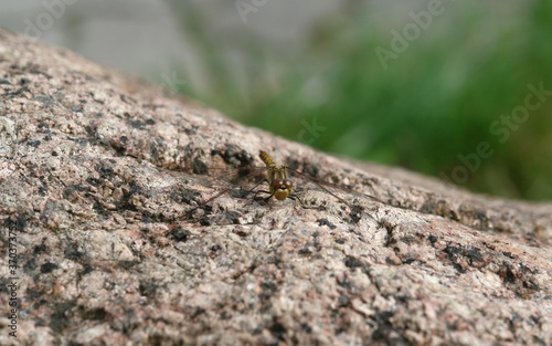 Small green dragonfly on stone with blurred background.