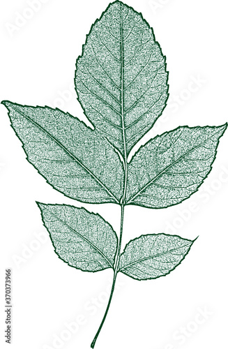 Distress tree leaves, leaflet texture. Green and white grunge background. EPS 8 Illustration .