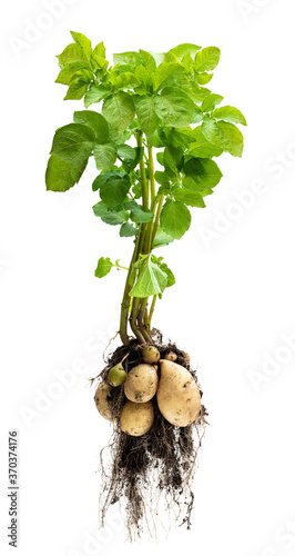 Potato plant with tubers on white background