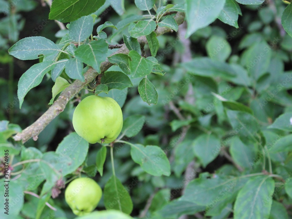 Wild green quince on branch 4