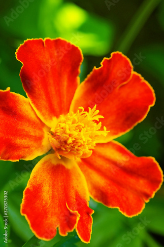 Marigold flower close-up. Bright red petals on a juicy background of green grass. Vivid vertical illustration with contrasting and saturated colors. Summer and bloom. Macro