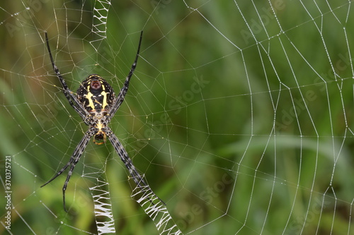 Golden Web Spider Nephila Pilipes. They typically wait for prey while sitting at the web hub.