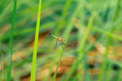 Beautiful nature scene dragonfly. Dragonfly in the nature habitat using as a background or wallpaper.The concept for writing an article. Dragonfly on leaf. Chandpur, Bangladesh / 2020. © NadimMahmudHimu