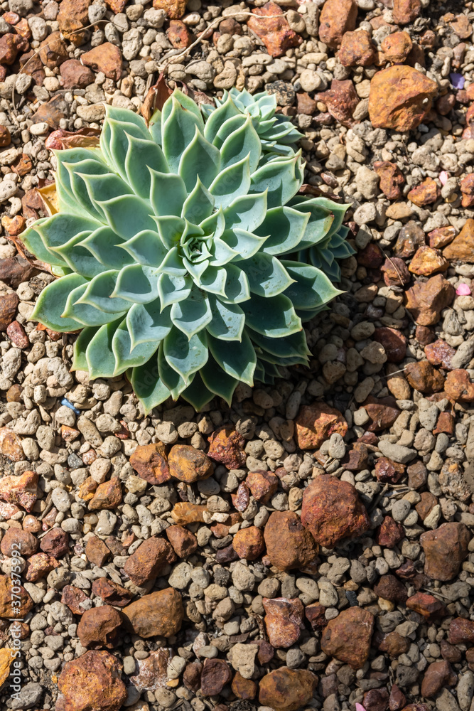 green cactus in the desert