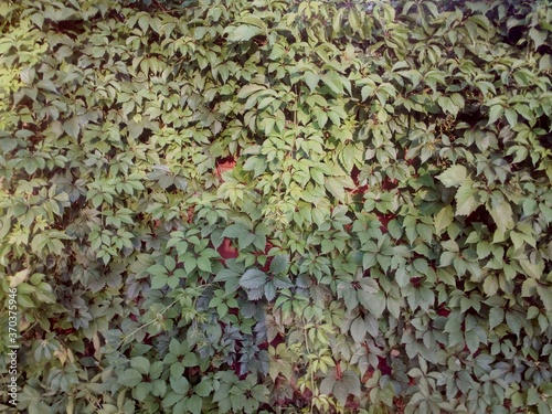 green leaves background
