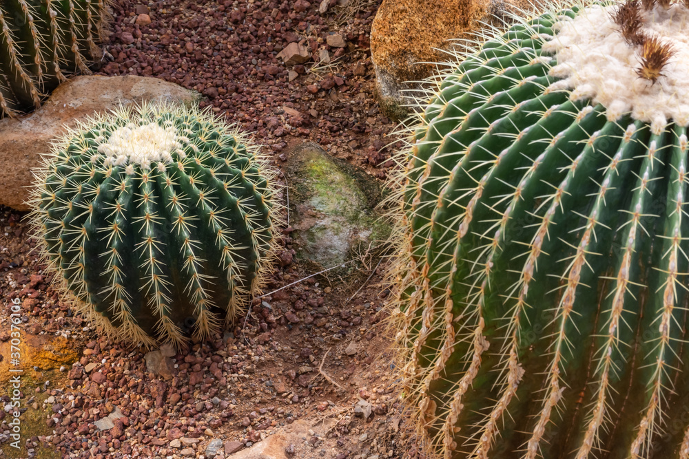 prickly pear cactus prickly pear cactus