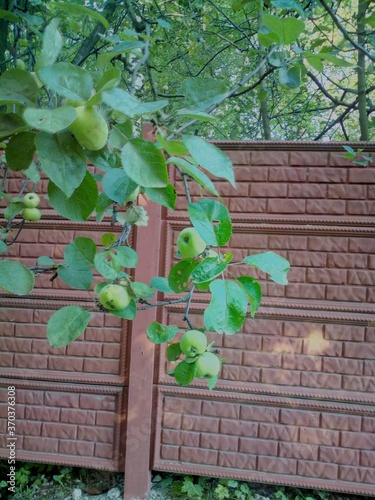 tree on brick wall