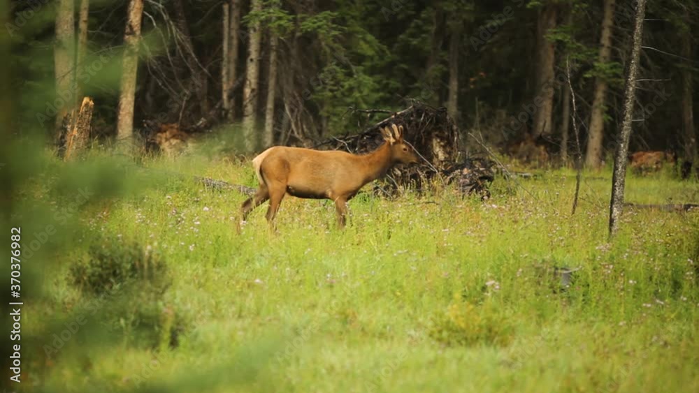 A Deer Calmly Strolls Through A Forest Clearing as the Camera Pans Past a Nearby Treetop A Deer Calmly Strolls Through A Forest Clearing as the Camera Pans Past a Nearby Treetop