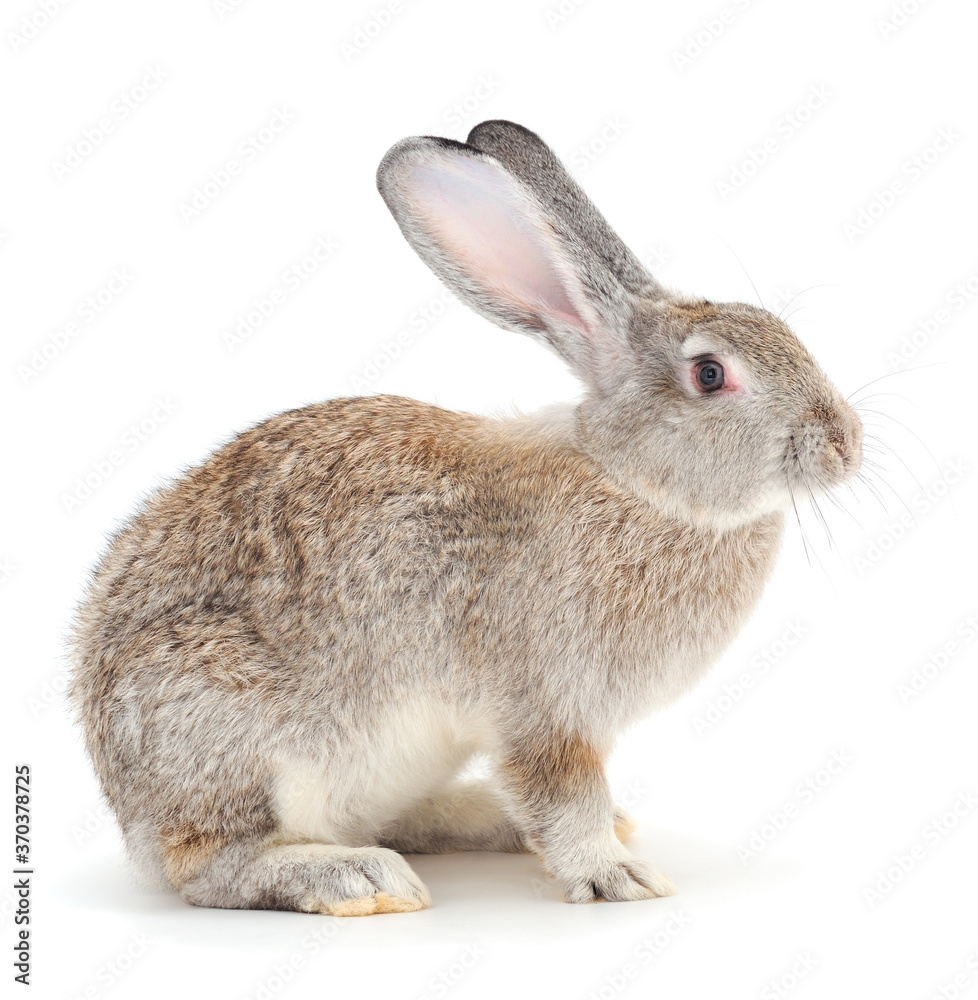 Obraz premium Gray rabbit isolated.