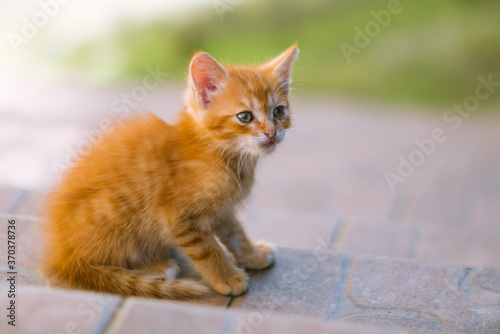 Ginger young kitten. Cute funny cat outside. © Serhii Khomiak
