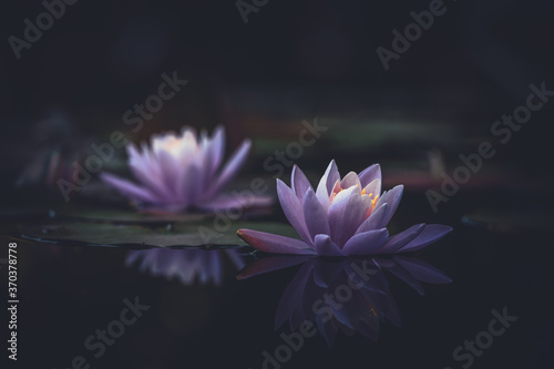 Pink lotus flower is reflected in the pond water 