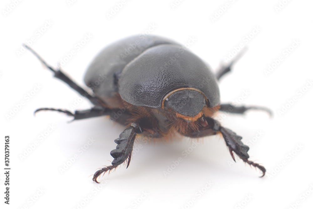 Black beetle isolated.