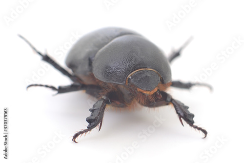 Black beetle isolated.