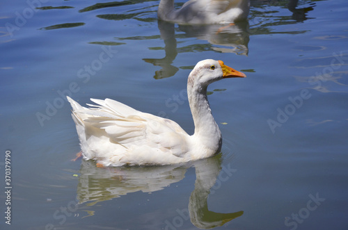 A swan floating on water