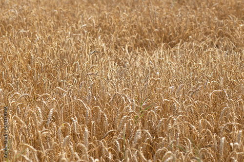 Grain field on a sunny day