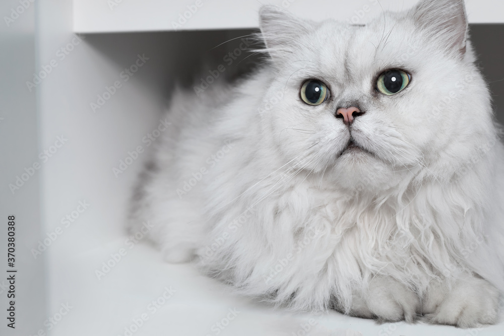 A comfortable Chinchilla Persian cat, silver shade, lies on one side of white cupboard and looking something with curious expression