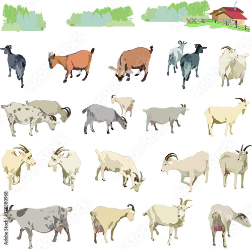 Collection of cute goats and lambs. Isolated on a white background.