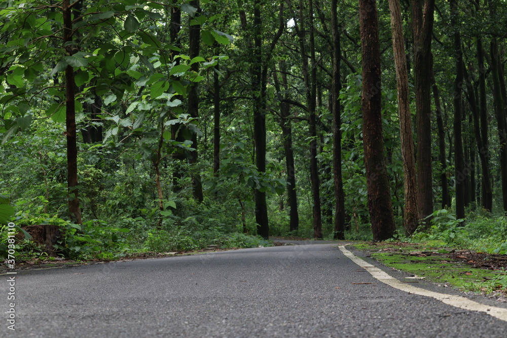 road in the forest road in the forest