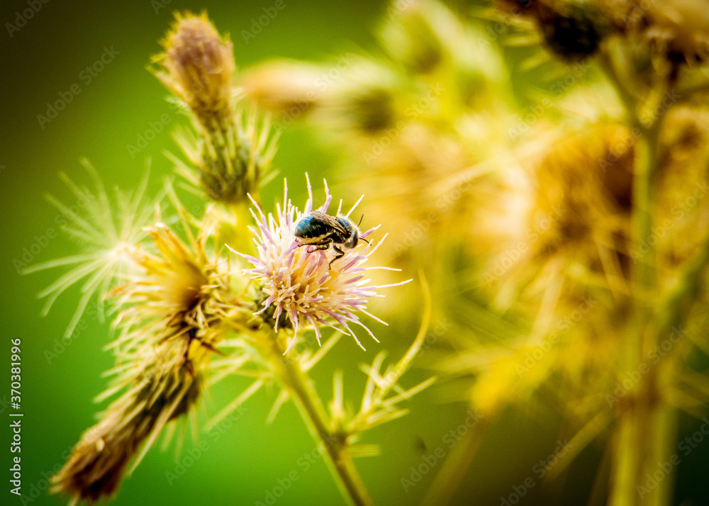 bee on a dandelion