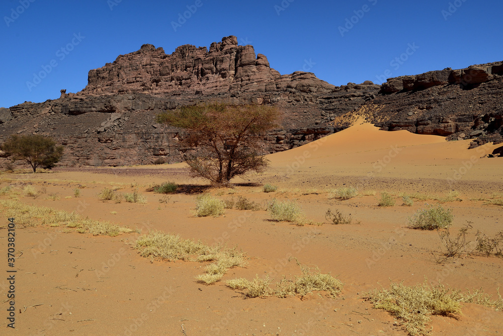 NATIONAL PARK TADRART IN ALGERIA. SAHARA DESERT LANDSCAPES WITH SAND DUNES AND DESERT TREES AND SHRUBS. SAFARI AND ADVENTURE IN ALGERIA. 