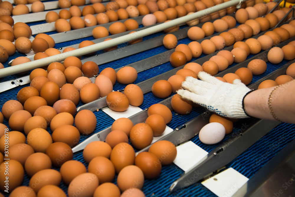 Poultry farm. Modern farming. Fresh brown eggs on a transportation line Poultry farm. Modern farming. Fresh brown eggs on a transportation line