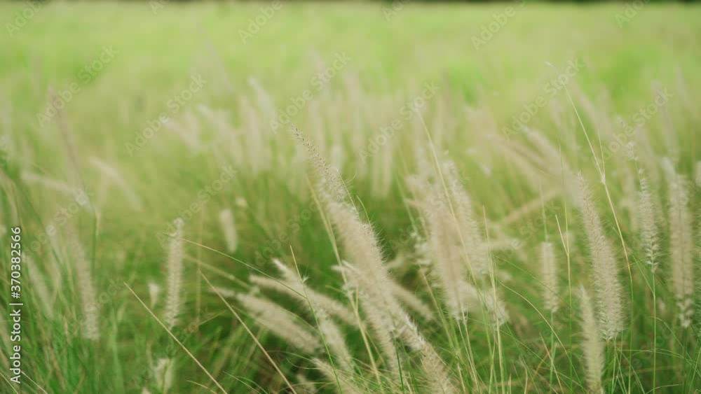 grass flowers blowing in the wind grass flowers blowing in the wind