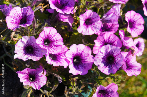 Violet petunia purple flowers in sunlight © skymoon13