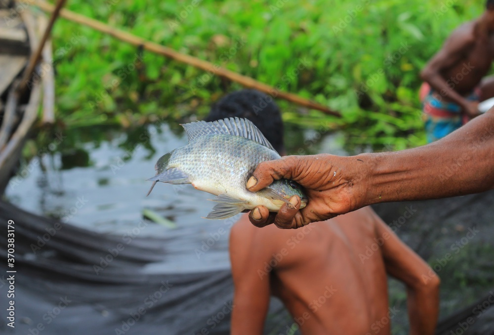Bangladeshi fisherman caught fishes. Fish on hand. Fishing on river. Life of traditional fishermen. Fishing in Bangladesh is a major industry. Chandpur, Bangladesh / 2020.