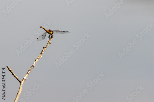 brown dragonfly sits on a branch above a lake and looks for prey