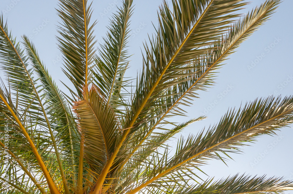 Summertime palm lives Summertime palm lives