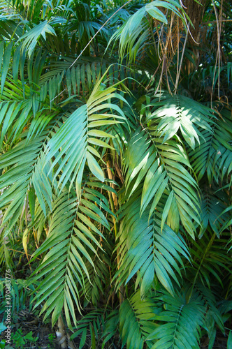 Chamaedorea elegans or parlour palm green leaves vertical