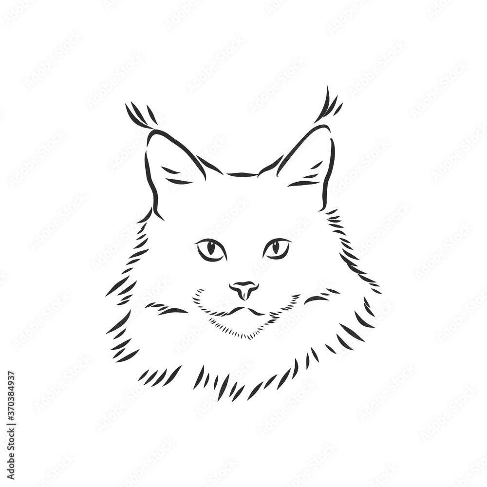 Obraz premium Maine coon cat portrait. Hand drawn vector illustration. Can be used separately from your design.
