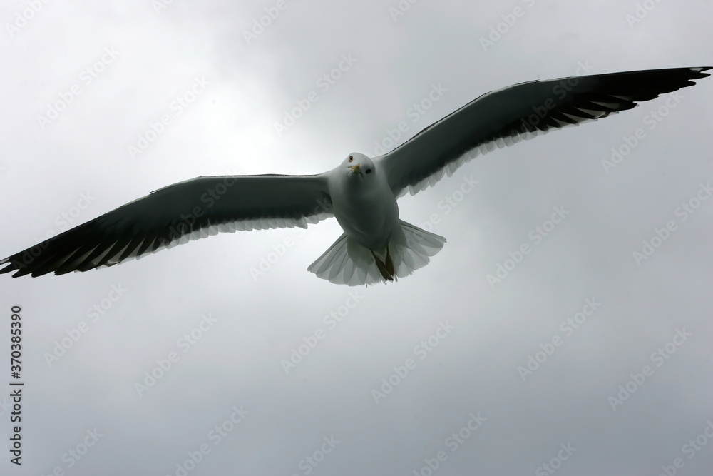 Beautiful Seagulls flying in the sky, gray sky with clouds, rainy day Beautiful Seagulls flying in the sky, gray sky with clouds, rainy day