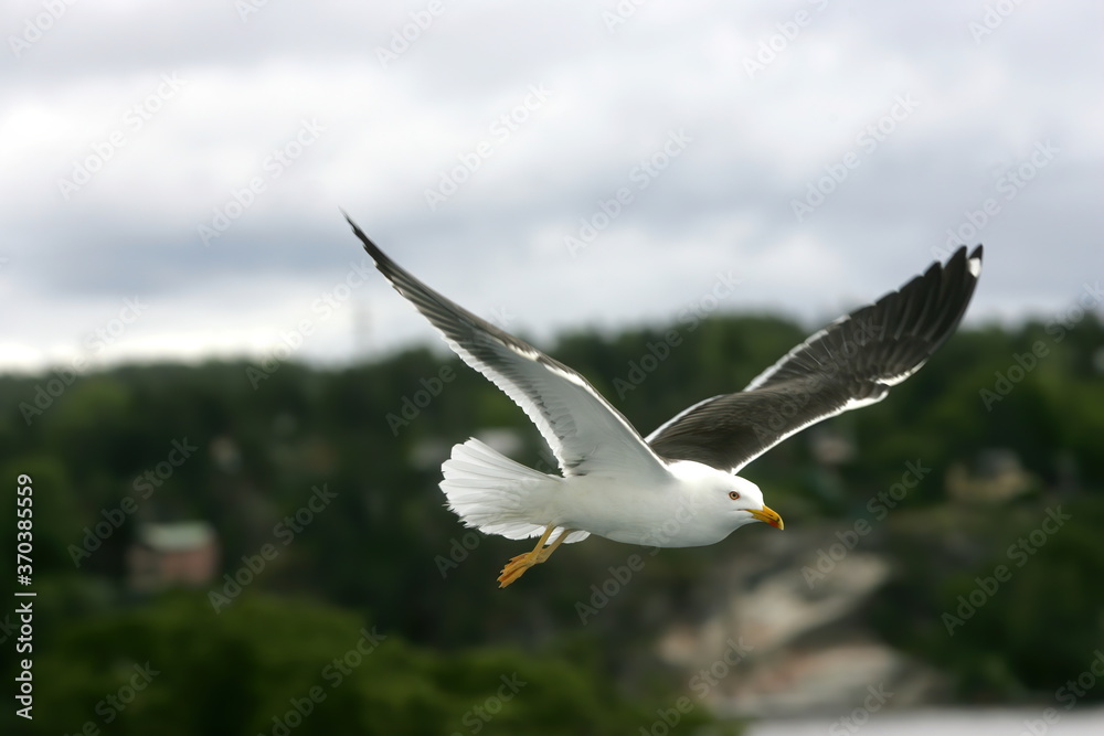 Beautiful Seagulls flying in the sky, gray sky with clouds, rainy day Beautiful Seagulls flying in the sky, gray sky with clouds, rainy day