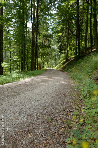 Pfad im Schwarzwald