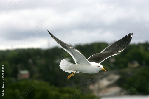 Beautiful Seagulls flying in the sky, gray sky with clouds, rainy day