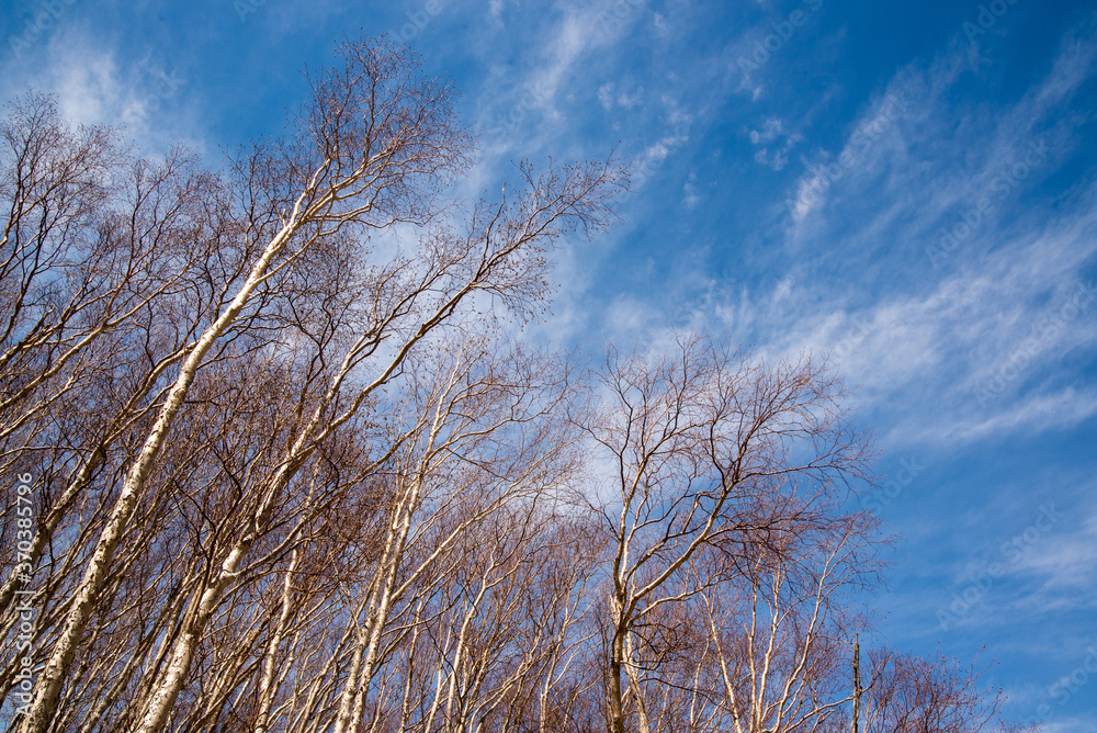 Winter tree branches with wispy cirrus clouds and blue skies