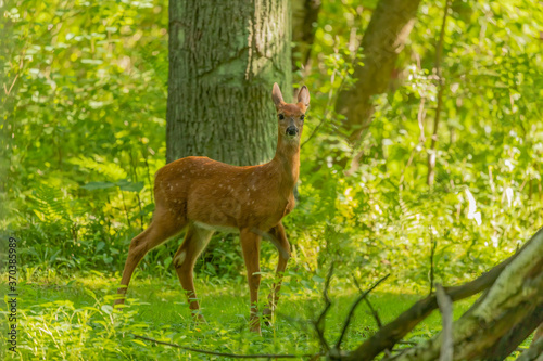 White tailed deer fawn in the forest