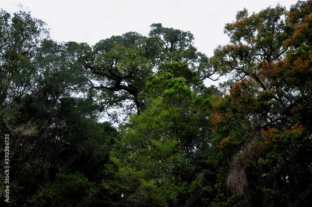 The green giants in Knysna Forest can reach up to an impressive 200 feet The green giants in Knysna Forest can reach up to an impressive 200 feet