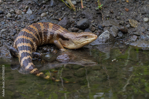 blue-tongued skink  lizard  (Tiliqua gigas)