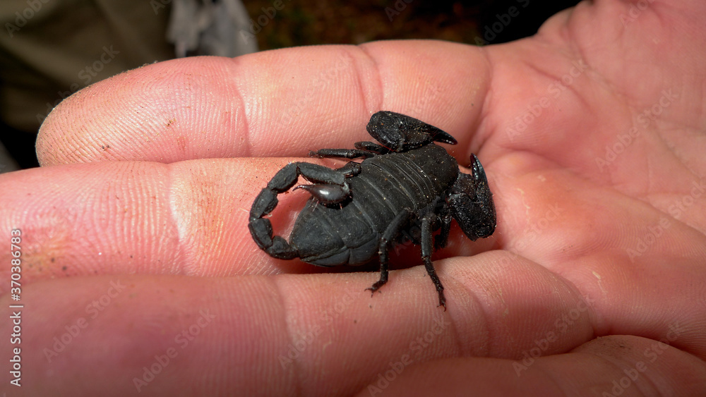 The scorpion, Opistacanthus capensis, is the most common scorpion in Knysna. Importantly, it’s very docile indeed, hardly ever using its venom