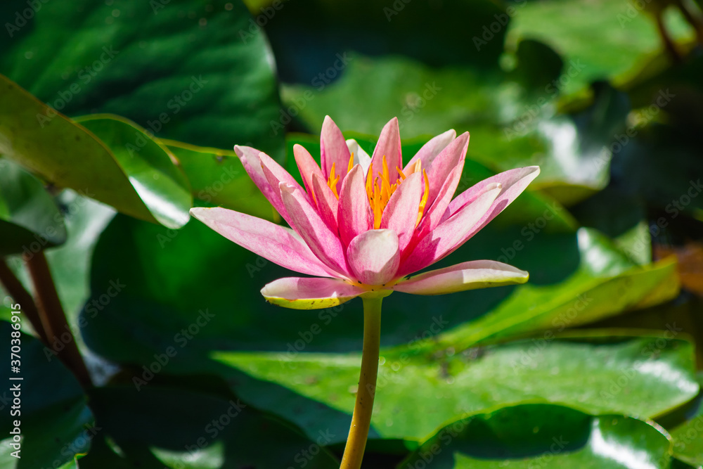 One bright pink waterlily, lotus close-up. One bright pink waterlily, lotus close-up.