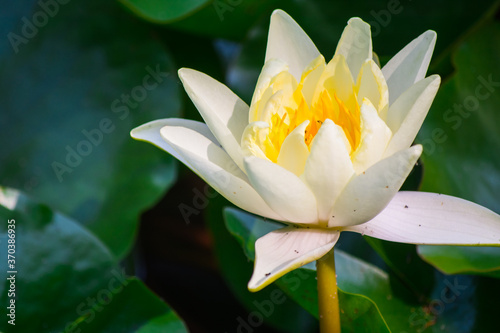 White water lily  lotus bud surrounded by yellow leaves in a pond.
